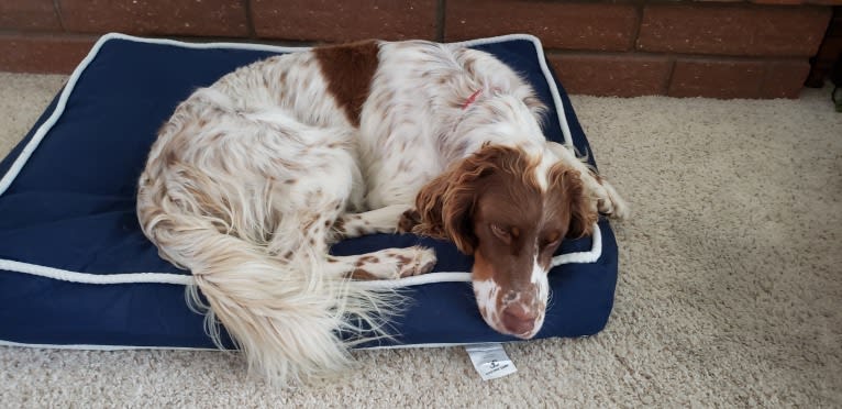 Lincoln, a Llewellin Setter tested with EmbarkVet.com