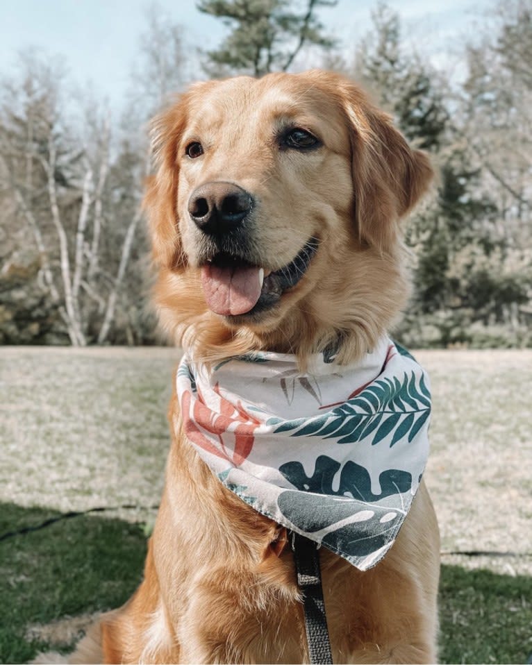 Marley, a Golden Retriever tested with EmbarkVet.com