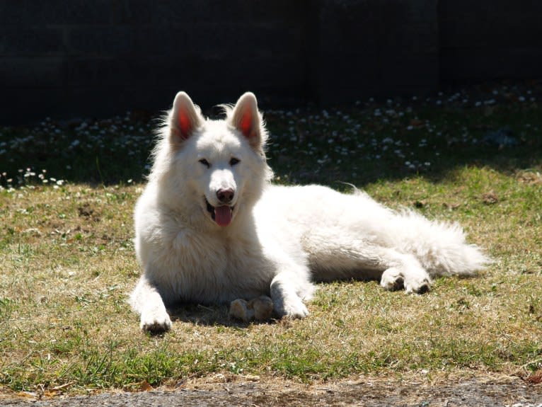 Alaska, a German Shepherd Dog and Akita mix tested with EmbarkVet.com