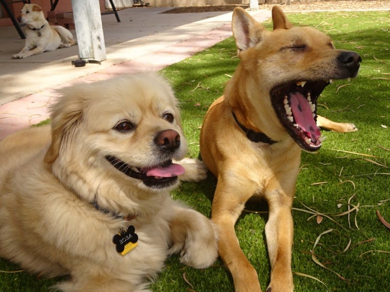 Bean, a Chow Chow and Chihuahua mix tested with EmbarkVet.com