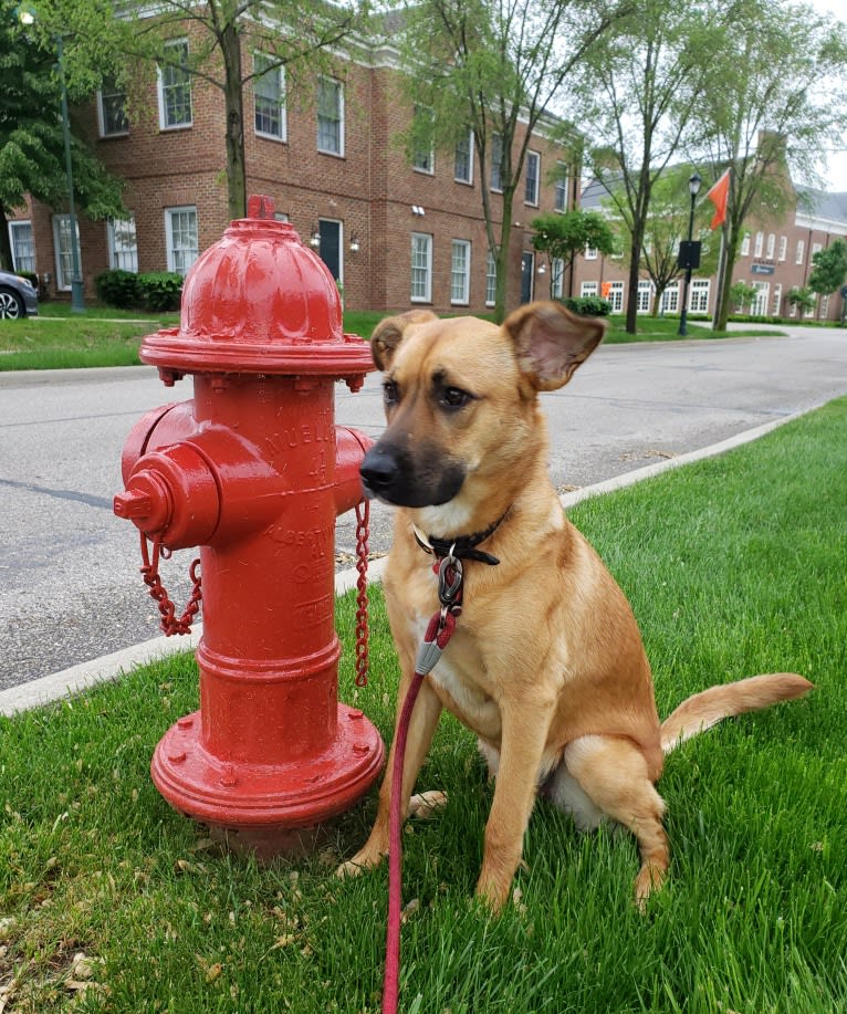 Gilly, a German Shepherd Dog and Boxer mix tested with EmbarkVet.com