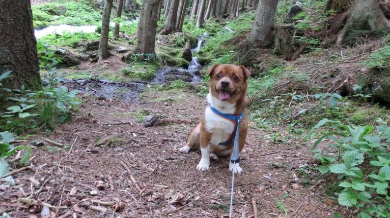 Bubi, a Pekingese and Russell-type Terrier mix tested with EmbarkVet.com