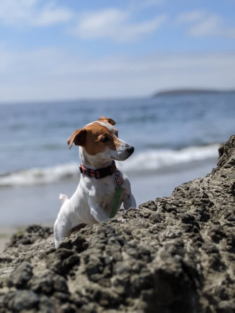 Tazil, a Russell-type Terrier tested with EmbarkVet.com