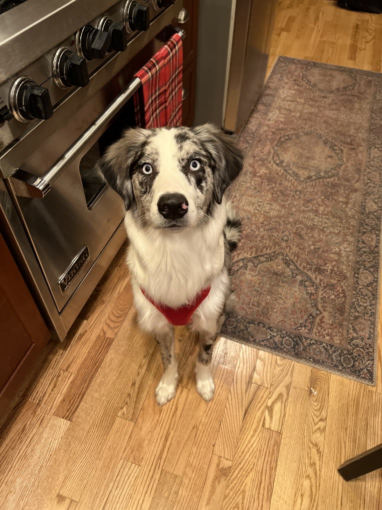 Ziggy, an Australian Shepherd and Border Collie mix tested with EmbarkVet.com