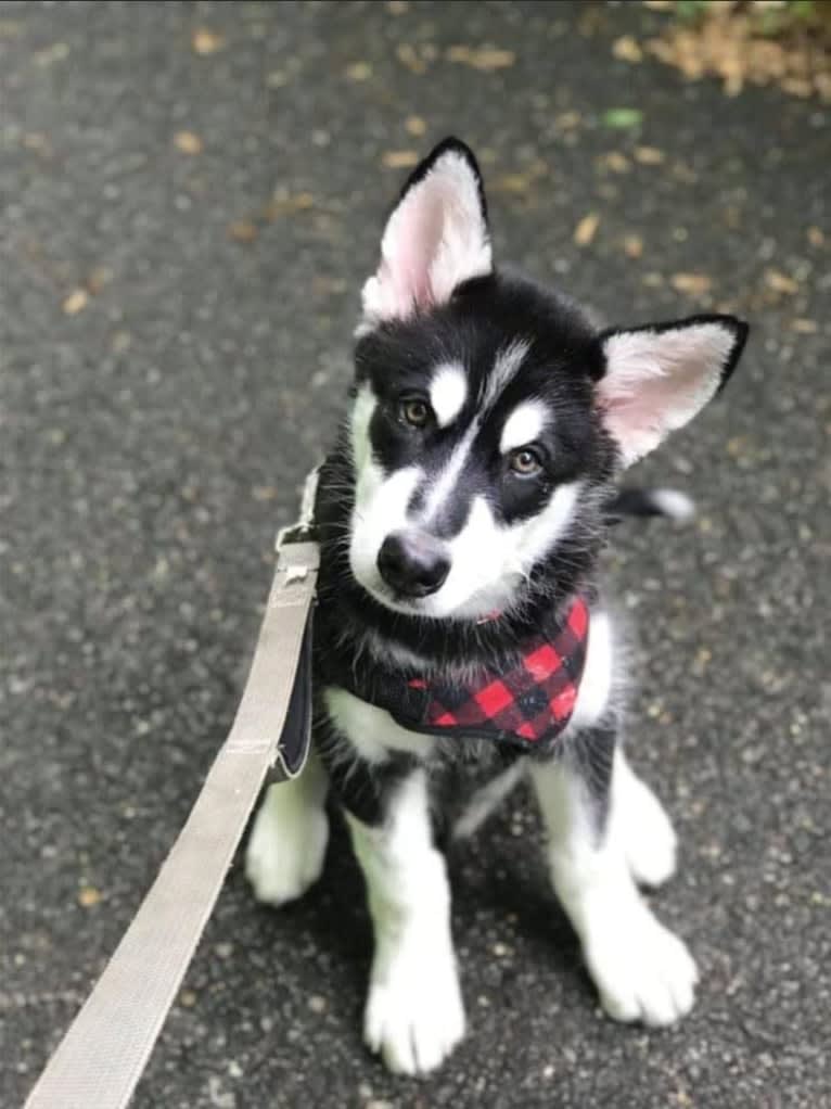 Artemis, an Alaskan Malamute tested with EmbarkVet.com