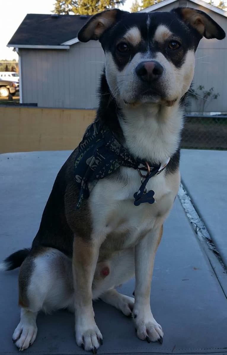 Leo, an Australian Cattle Dog and French Bulldog mix tested with EmbarkVet.com