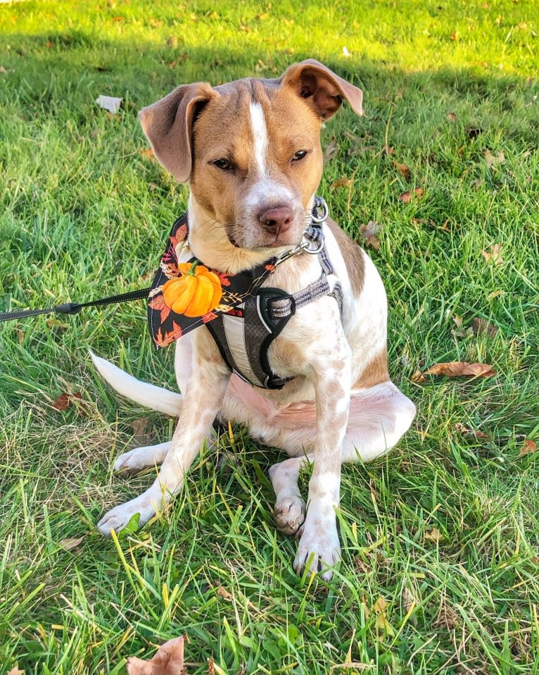 Sky, a Chihuahua and Boston Terrier mix tested with EmbarkVet.com