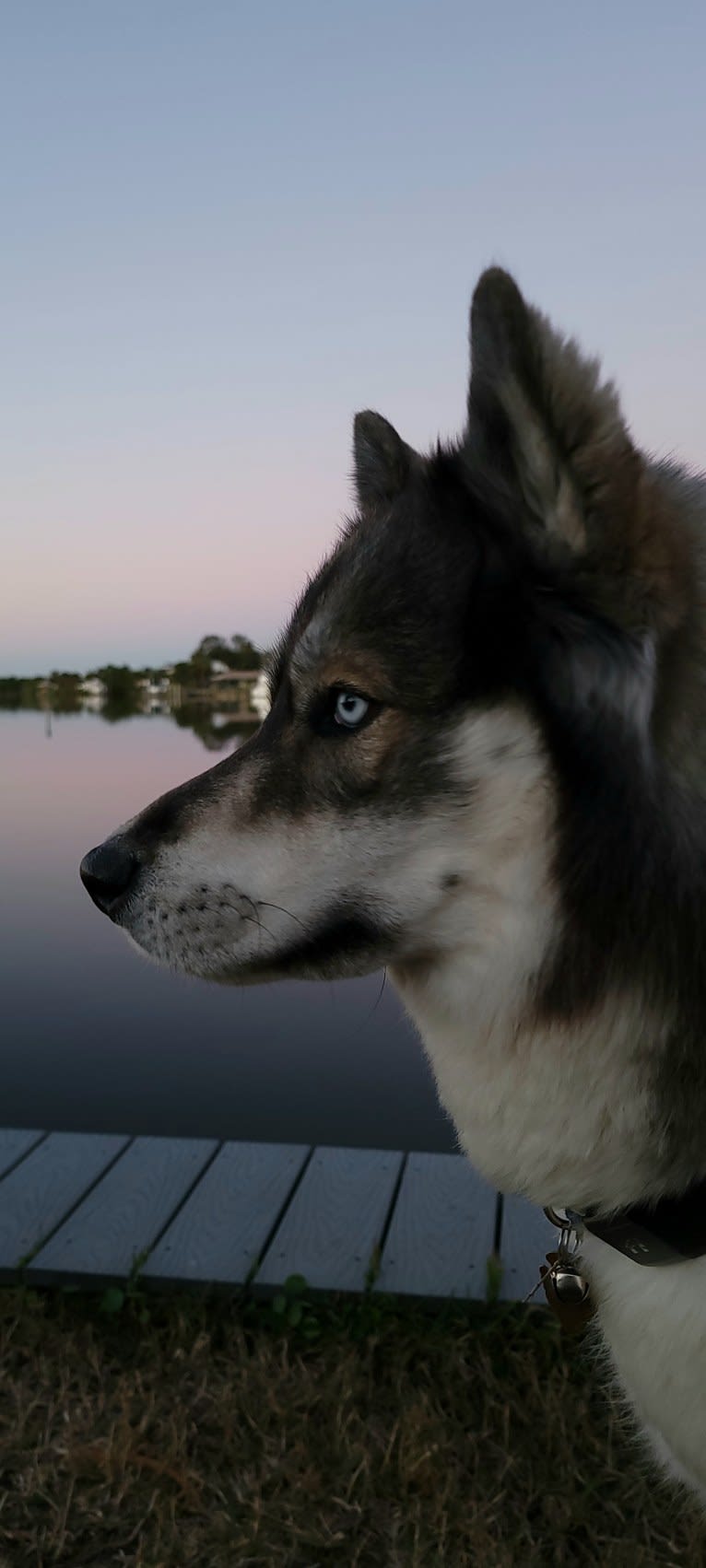 KYLO, a Siberian Husky tested with EmbarkVet.com