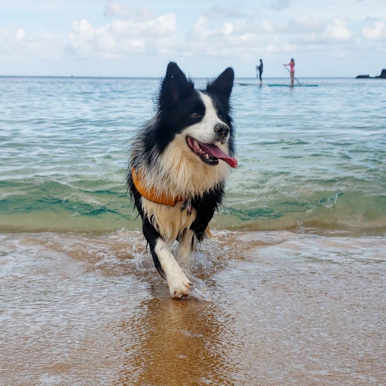 Kida, a Border Collie tested with EmbarkVet.com