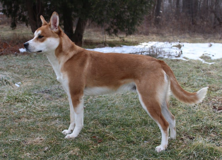 Joe, a Carolina Dog tested with EmbarkVet.com