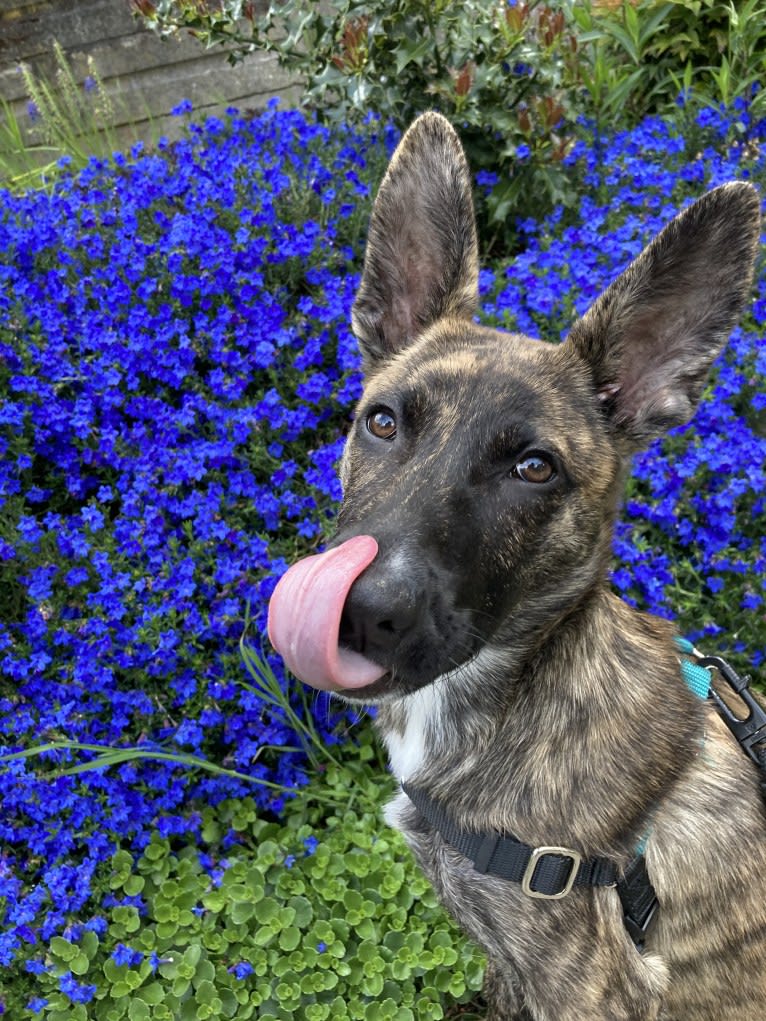 Pepper, a German Shepherd Dog and American Pit Bull Terrier mix tested with EmbarkVet.com