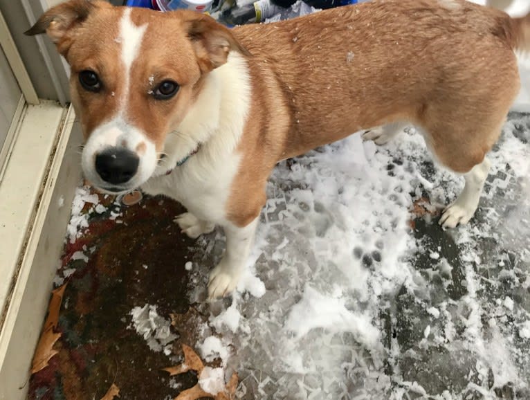 Mabel, an Australian Cattle Dog and Chow Chow mix tested with EmbarkVet.com