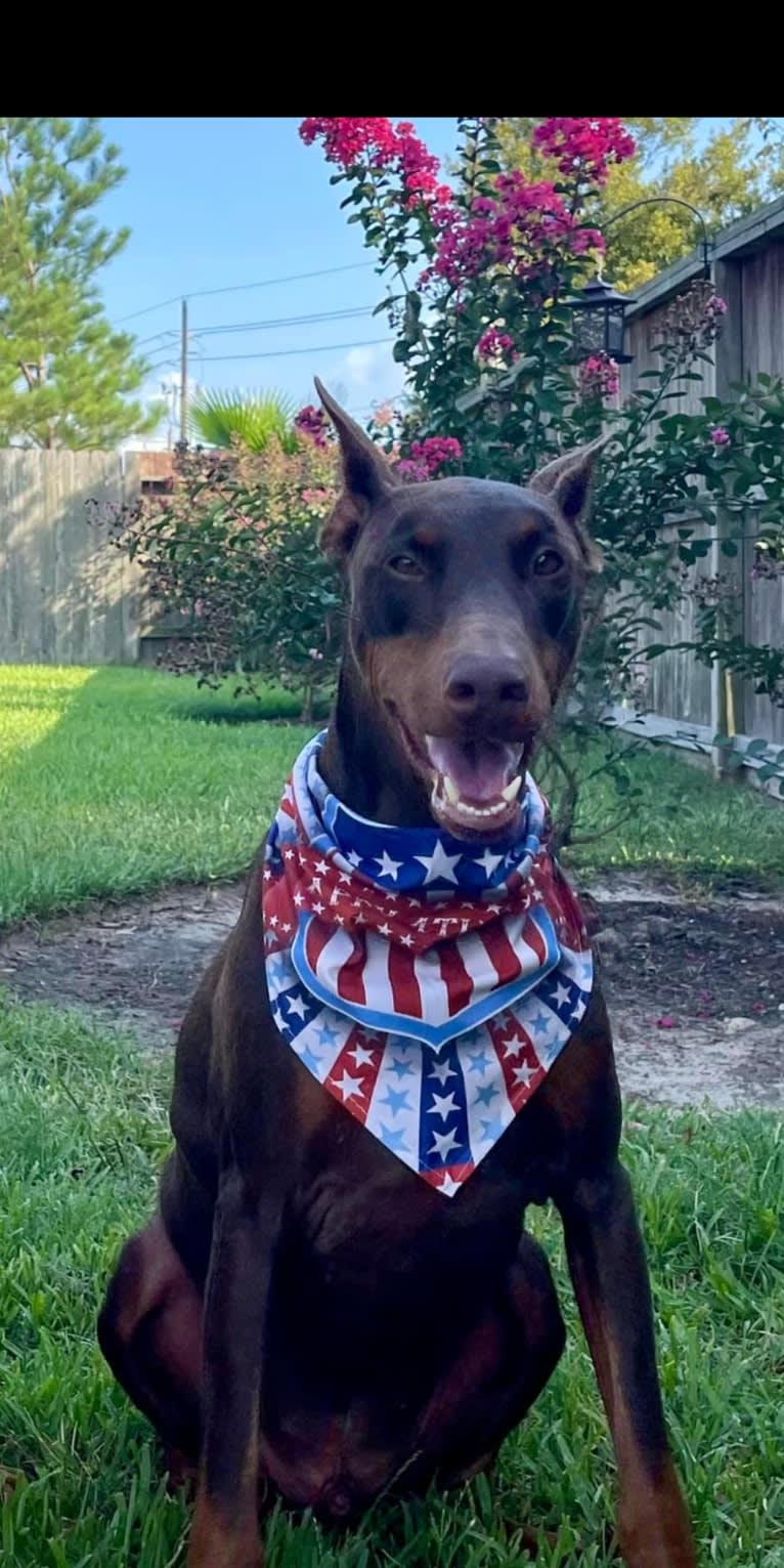 Axel Valor Rasberry, a Doberman Pinscher tested with EmbarkVet.com