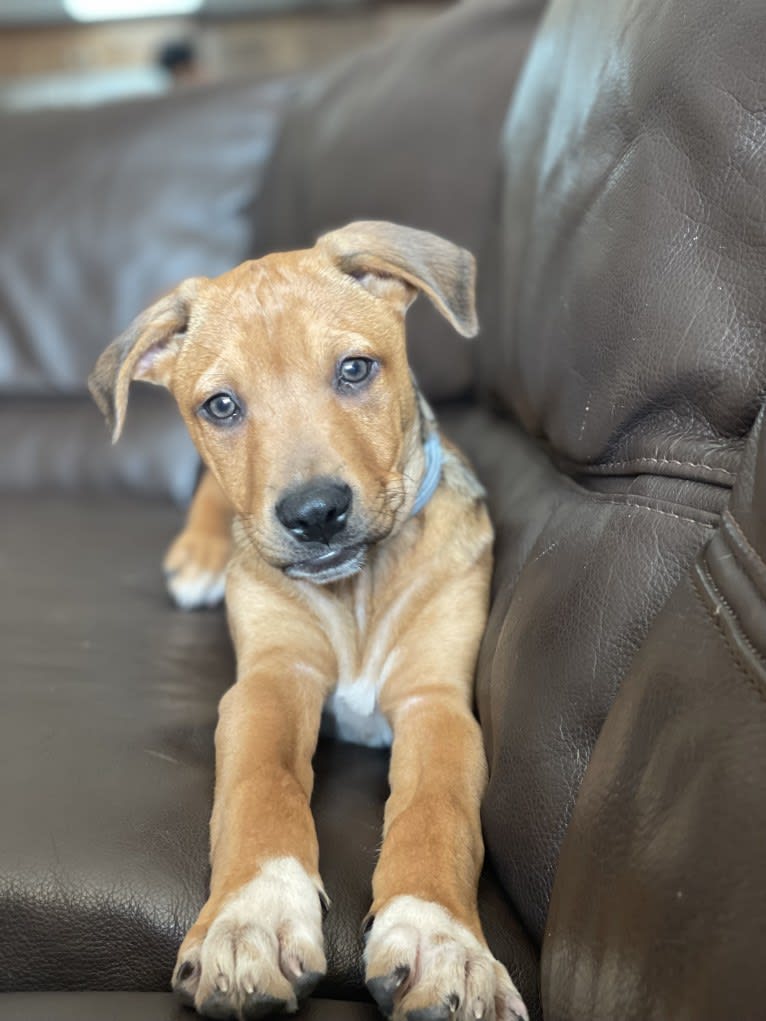 Winston, an Australian Cattle Dog and Border Collie mix tested with EmbarkVet.com