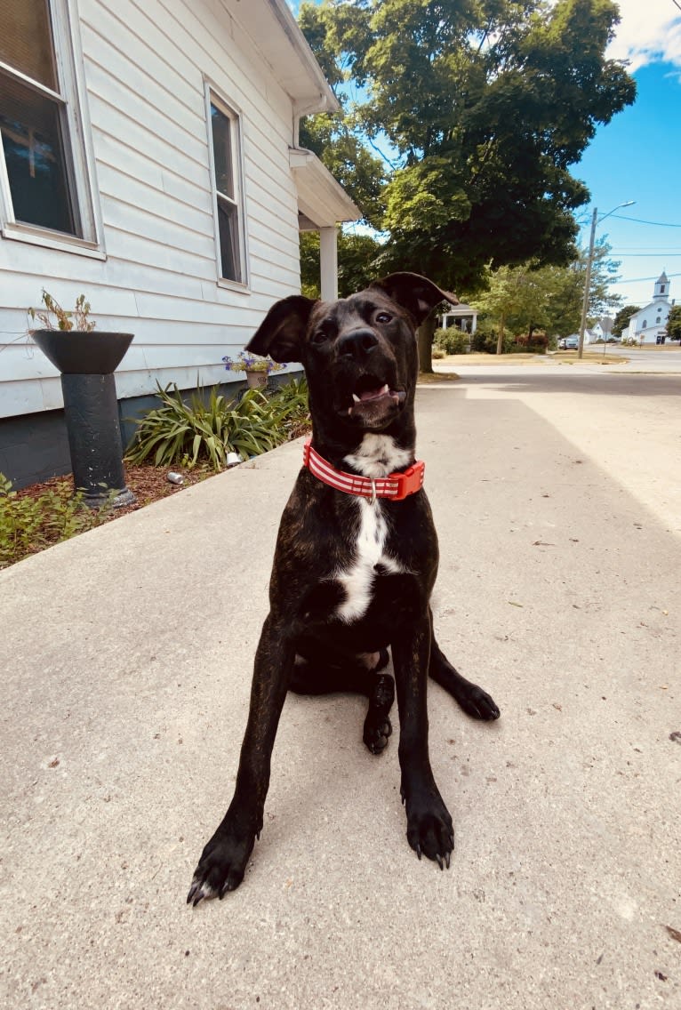 Otis, an American Pit Bull Terrier (9.4% unresolved) tested with EmbarkVet.com