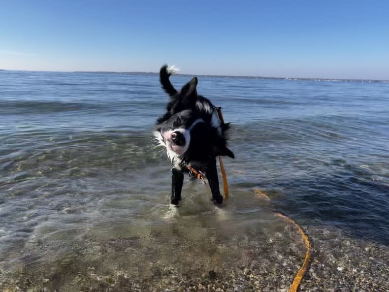 DDF Arlo, a Border Collie tested with EmbarkVet.com