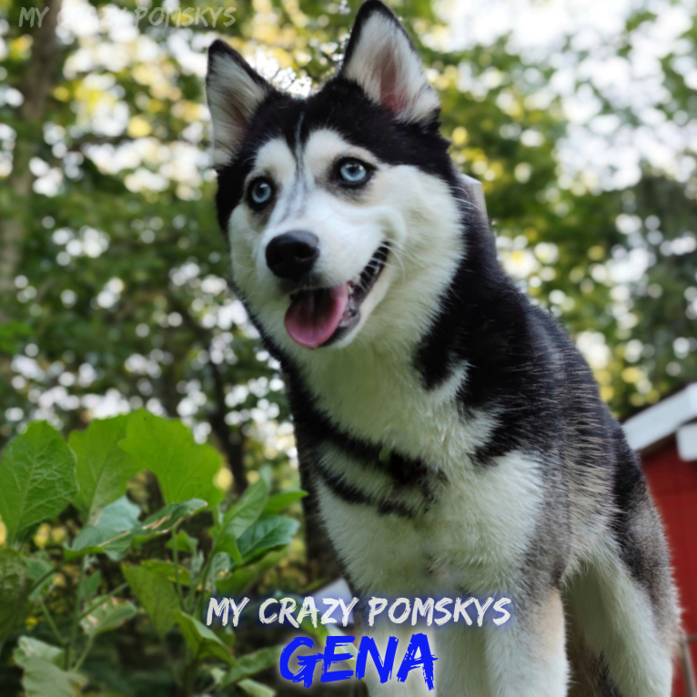Gena, Gigi, a Pomsky tested with EmbarkVet.com