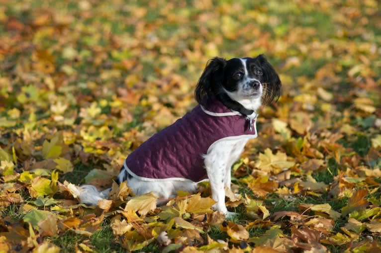 순이, a Cocker Spaniel and Miniature Pinscher mix tested with EmbarkVet.com