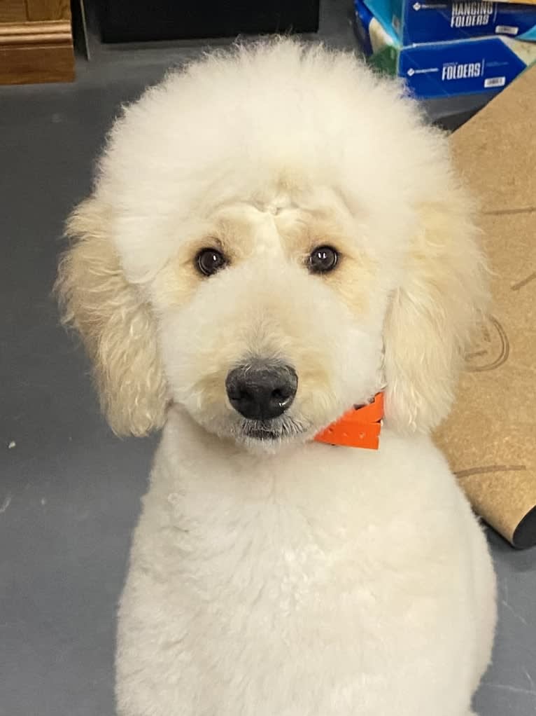 Jane, a Goldendoodle tested with EmbarkVet.com