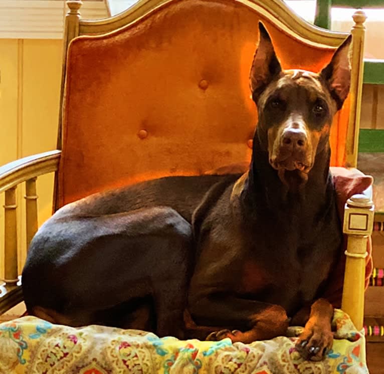 Aldebaran, a Doberman Pinscher tested with EmbarkVet.com