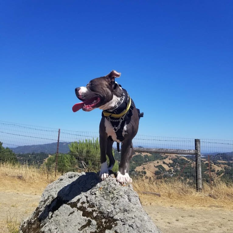 MaSiWei, an American Bully tested with EmbarkVet.com