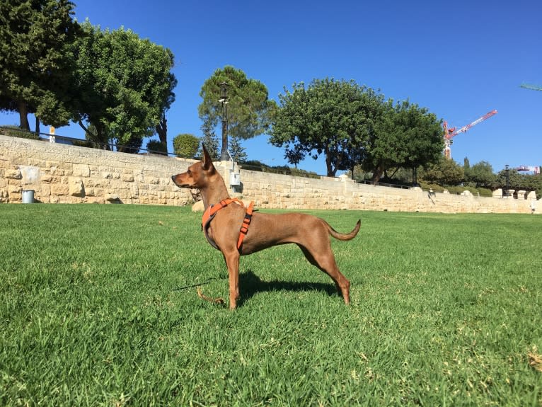 Phoebe, an European Village Dog and Miniature Pinscher mix tested with EmbarkVet.com