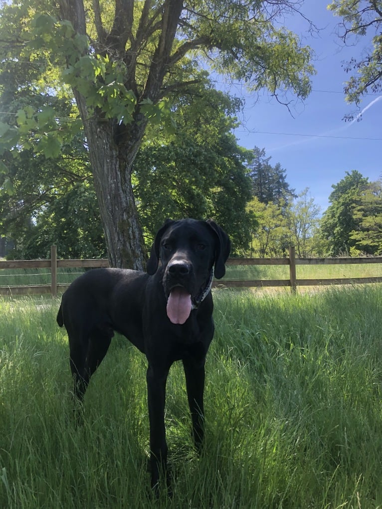 Calvin, a Great Dane and Saint Bernard mix tested with EmbarkVet.com