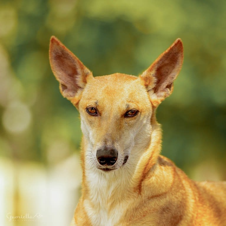 Banbury Cross Mochi, a Carolina Dog tested with EmbarkVet.com