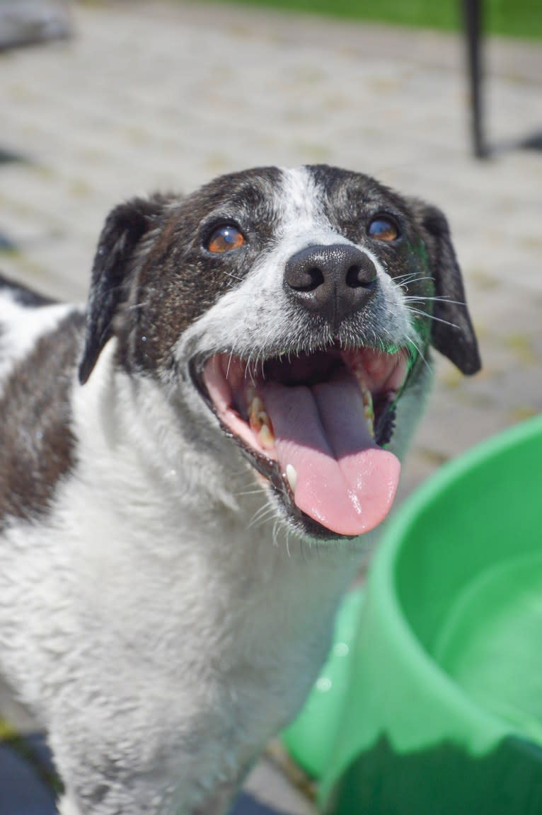 Jack, a Russell-type Terrier and Mountain Cur mix tested with EmbarkVet.com