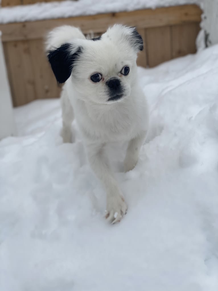 Tyson, a Lhasa Apso and Shih Tzu mix tested with EmbarkVet.com