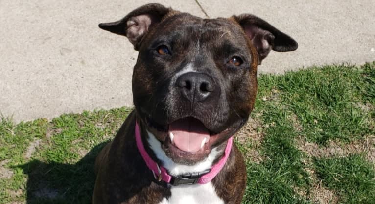 Holly Berry, an American Bully tested with EmbarkVet.com