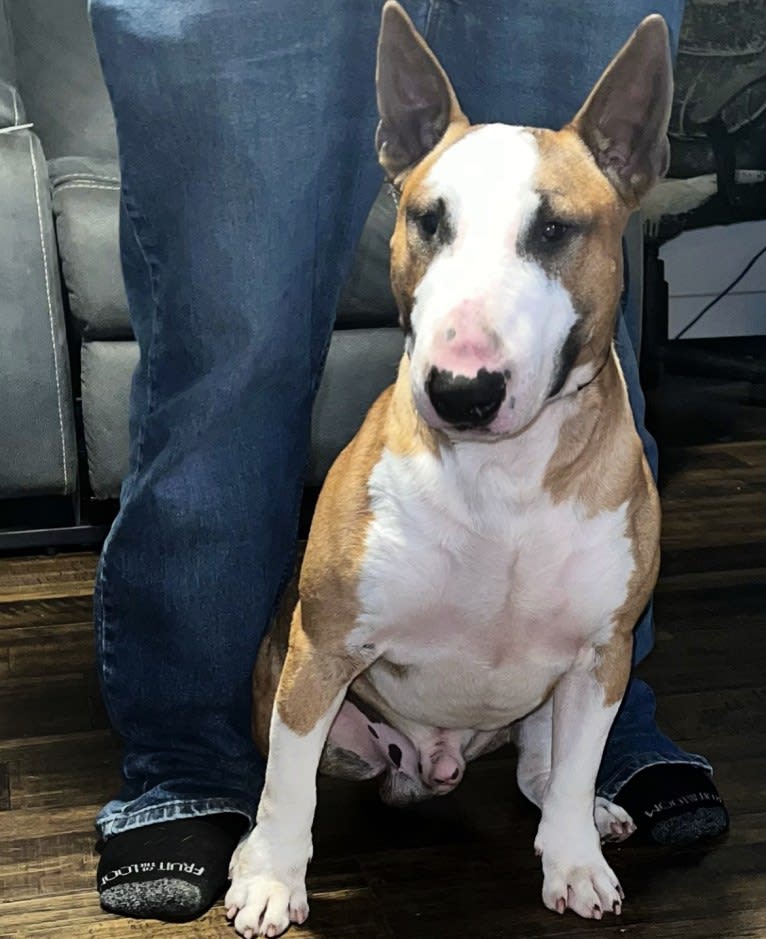 Julius Caesar, a Bull Terrier tested with EmbarkVet.com