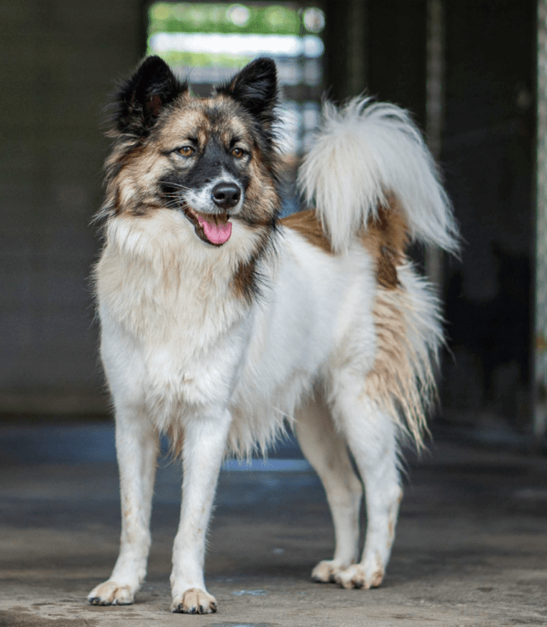 Emma, a Southeast Asian Village Dog tested with EmbarkVet.com