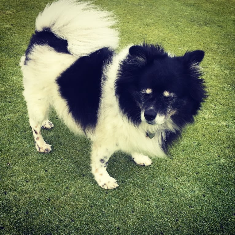 Piper, an American Eskimo Dog and Pomeranian mix tested with EmbarkVet.com