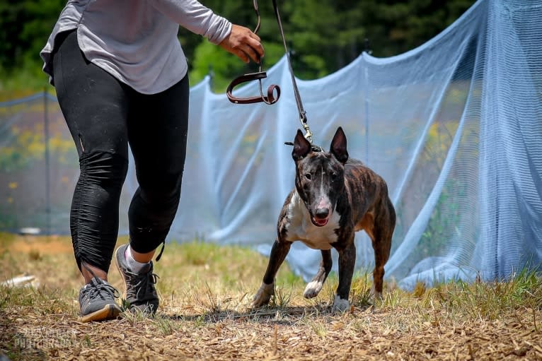 Dippy, a Bull Terrier tested with EmbarkVet.com