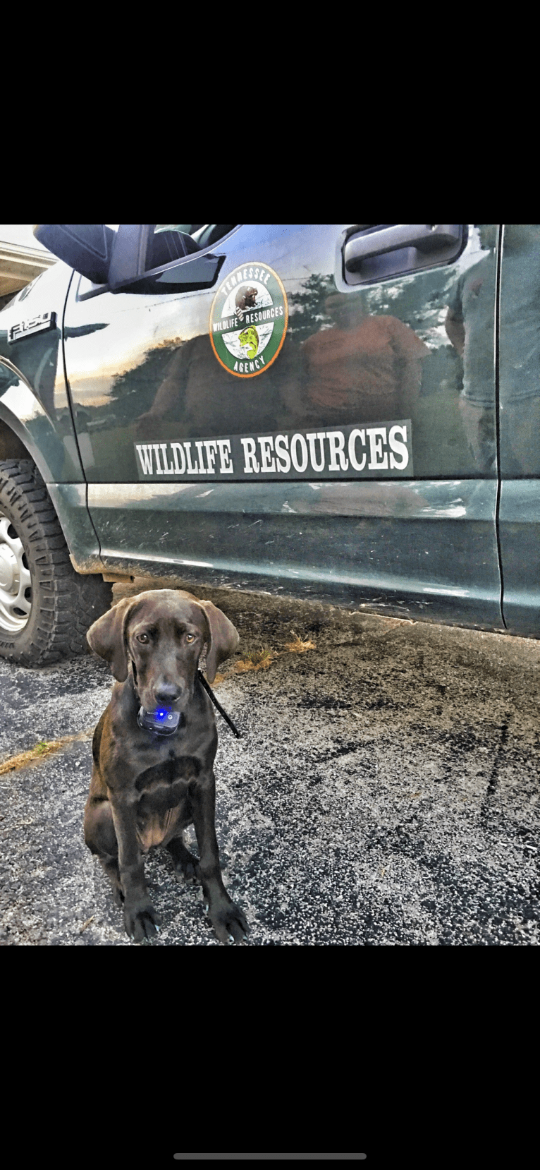 Hazel, a Labrador Retriever and Redbone Coonhound mix tested with EmbarkVet.com