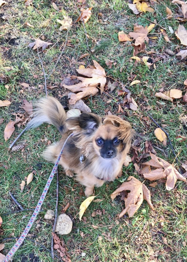 Finn, a Chihuahua and Dachshund mix tested with EmbarkVet.com