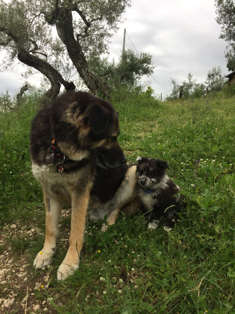 Duke, a German Shepherd Dog and Spanish Galgo mix tested with EmbarkVet.com