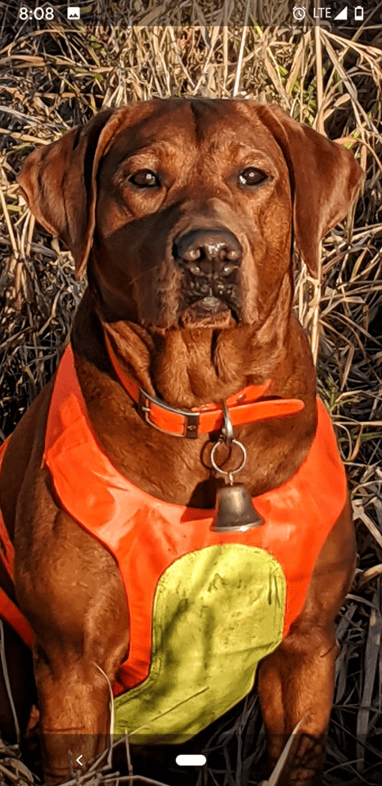 Aries, a Labrador Retriever tested with EmbarkVet.com