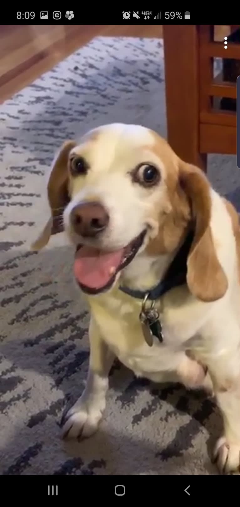 Tucker, a Beagle tested with EmbarkVet.com