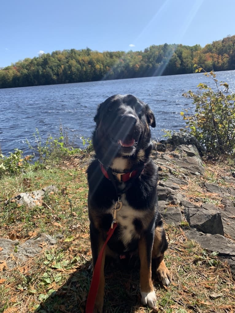 Smokey, a Labrador Retriever and Border Collie mix tested with EmbarkVet.com