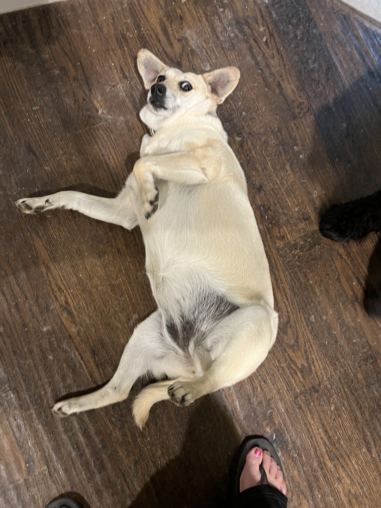 Lola, a Pomeranian and Chihuahua mix tested with EmbarkVet.com