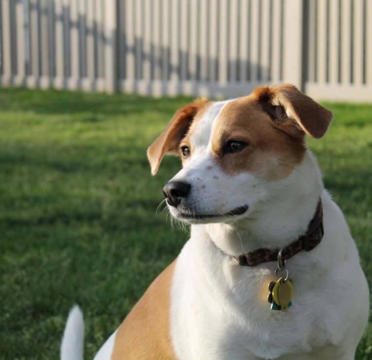 Casey, a Coonhound and Beagle mix tested with EmbarkVet.com