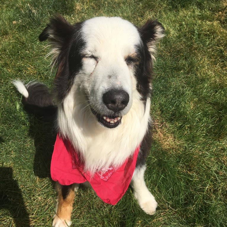 Marvin, an Australian Shepherd and Australian Cattle Dog mix tested with EmbarkVet.com