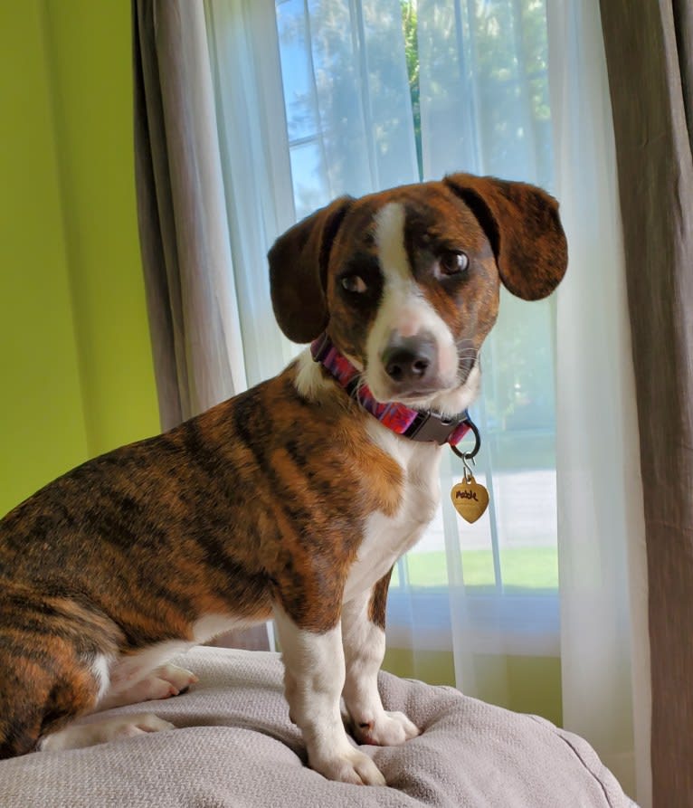 Mabel, an American Pit Bull Terrier and Dachshund mix tested with EmbarkVet.com