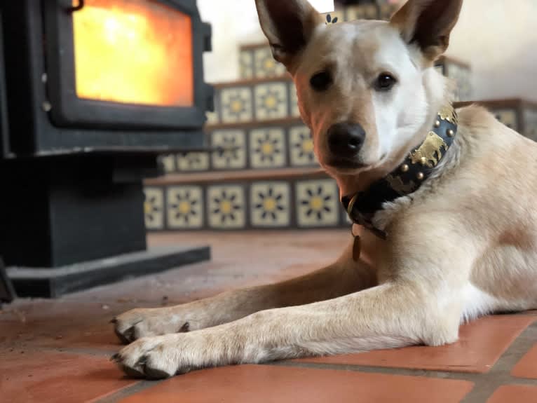 Pearl, an Australian Cattle Dog and Labrador Retriever mix tested with EmbarkVet.com