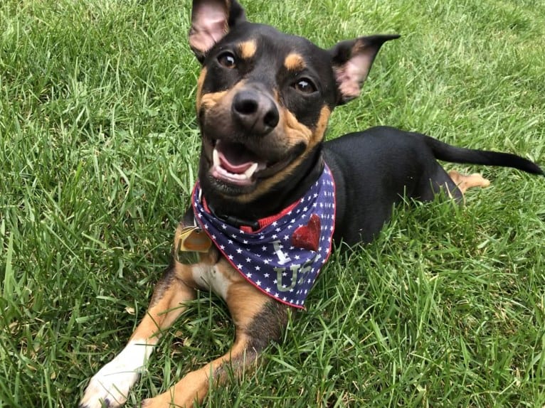 Cannon, a Chihuahua and American Pit Bull Terrier mix tested with EmbarkVet.com