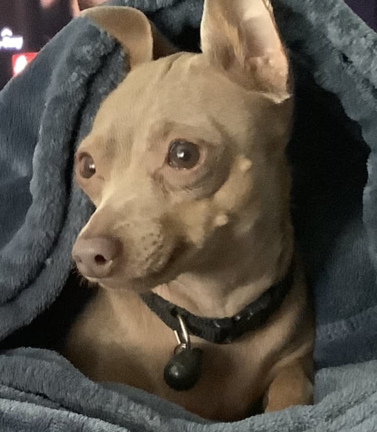 Roo, a Miniature Pinscher tested with EmbarkVet.com
