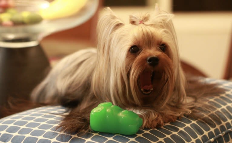 Max, a Yorkshire Terrier tested with EmbarkVet.com