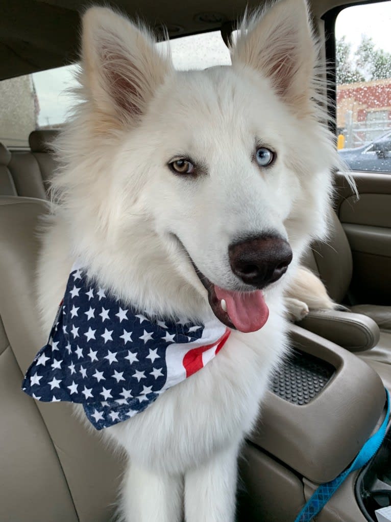 Ban, a Siberian Husky and German Shepherd Dog mix tested with EmbarkVet.com